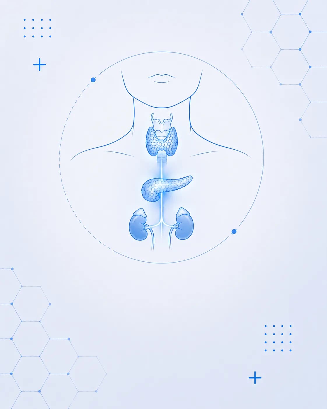 Endocrinologia